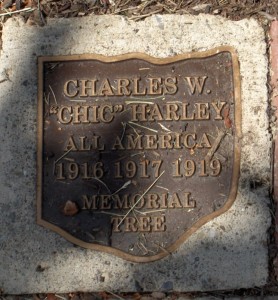 ChicHarley