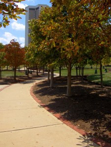 Buckeye Grove Buckeye Grove