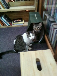 NovelIdeaCat5
